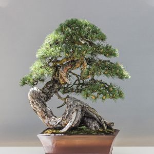 The photo of bonsai